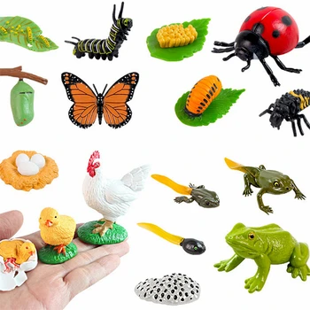 Materiale Montessori Ciclu de Viață de Creștere Limba Material Jucării Educative Pentru Copii de Clasă Consumabile materiale Didactice G85Y