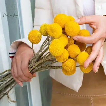 Naturale, Flori Uscate Balonul De Aur Buchet Meserii Colorate Craspedia Billy Bile Luminoase Petrecere De Nunta De Decorare Boho Decor Acasă